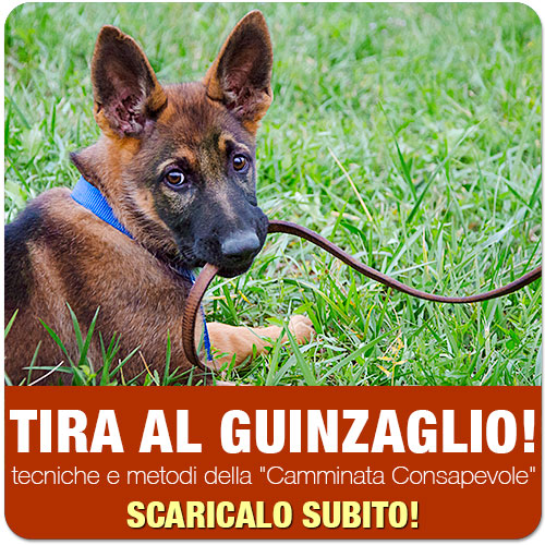 dvd libro guida educazione del cane tirare al guinzaglio