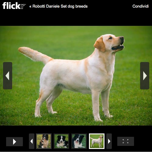 foto cani dog photo